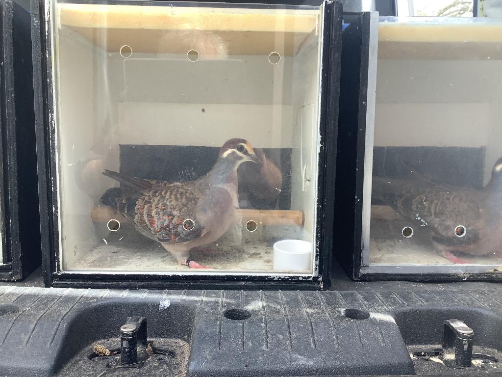 Bronsvleugel  groenvleugel  kuif  blauwe grond duiven, Dieren en Toebehoren, Vogels | Duiven, Postduif, Meerdere dieren