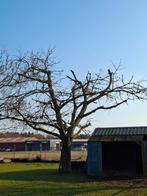 Boom kappen voor stookhout, Tuin en Terras, Haardhout, Minder dan 3 m³, Ophalen