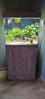Ciano Aquarium Compleet, Dieren en Toebehoren, Ophalen, Zo goed als nieuw, Gevuld zoetwateraquarium