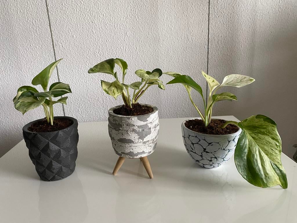 Epipremnum Pinnatum ‘ Happy Leaf’ variegata, inclusief potje, Huis en Inrichting, Kamerplanten, Ophalen of Verzenden, In pot, Minder dan 100 cm