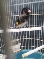 bastaard majorputter x zwartesijs man, Mannelijk, Wildzangvogel, Geringd