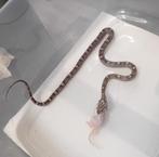 Rattenslang/korenslang nk 25 vrouw, Dieren en Toebehoren, Reptielen en Amfibieën, Slang, Tam, 0 tot 2 jaar