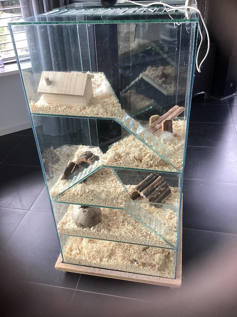 Hamster Gerbil knaagdieren hok van glas op wieltjes, Ophalen, Gebruikt, Muis, Minder dan 75 cm