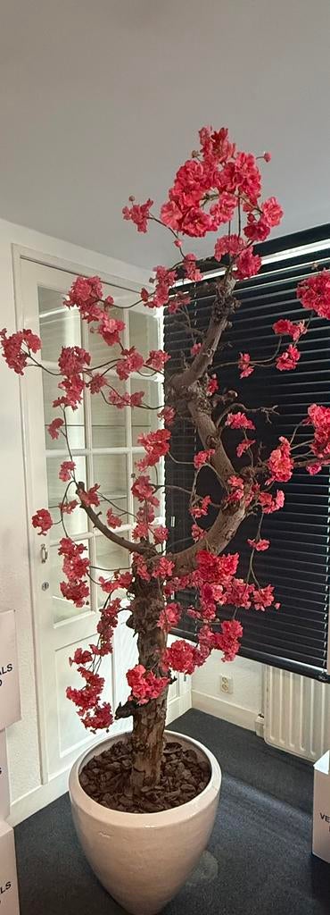 Japanse kers., Ophalen of Verzenden, Zo goed als nieuw