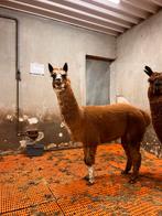 Alpaca Hengst Boris - 5 jaar oud, Dieren en Toebehoren, Juli, Mannelijk