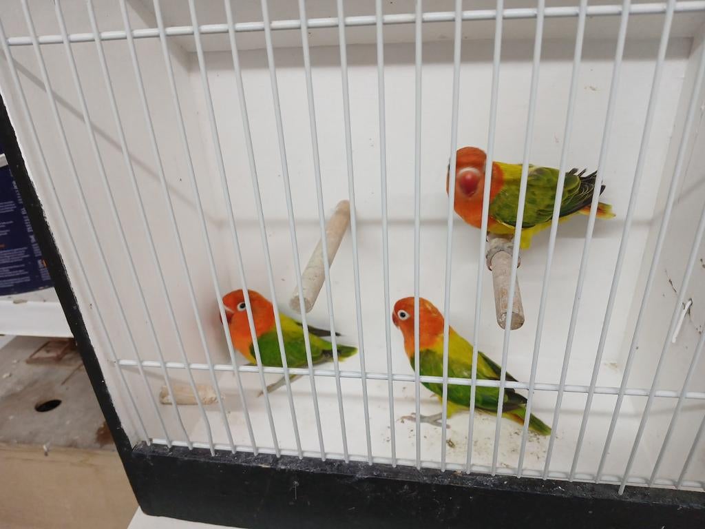 Te Koop fischeri,s meerdere opaline ewing dillute., Ophalen of Verzenden, Volière