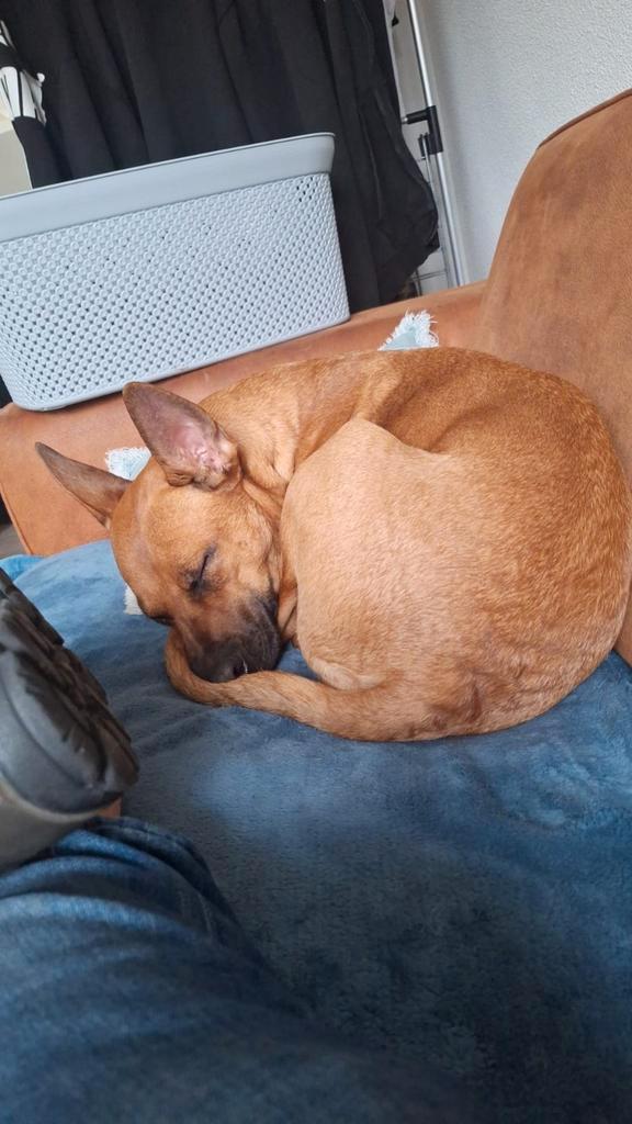 Kruising mechelse herder, Dieren en Toebehoren, Honden | Herdershonden en Veedrijvers, Teef, Herder, Particulier, Eén hond, Nederland