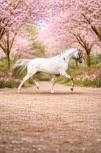 Appaloosa dekhengst, Dieren en Toebehoren