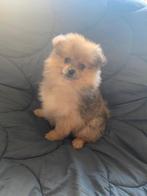 Lieve Pomeriaan Pups Zoeken een Warm Thuis, Dieren en Toebehoren, Keeshond, 8 tot 15 weken, Teef, Parvo