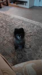 Honden oppas Tilburg, Ophalen of Verzenden