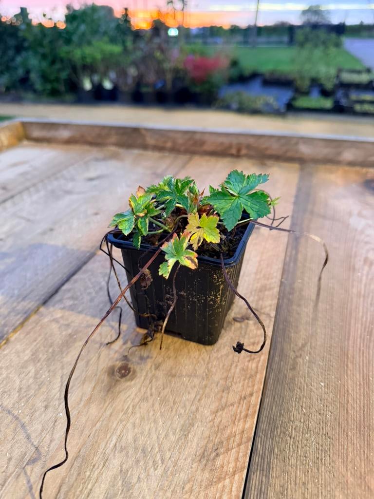 Geranium ‘Rozanne’ (Ooievaarsbek) – langdurige bloeier!, Tuin en Terras, Planten | Tuinplanten, Ophalen of Verzenden, Overige soorten