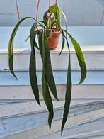 Anthurium Vitarifolium p14 (4)