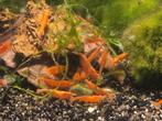 Hobbyaquarium Orange Sakura garnalen, Kreeft, Krab of Garnaal