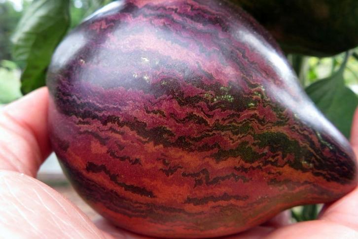 2e  paasdag ben ik op de hobbytuin in het kasje.In Heemskerk, Tuin en Terras, Planten | Tuinplanten, Overige soorten, Volle zon