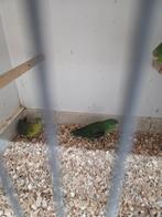 Catharina parkieten, Meerdere dieren, Parkiet