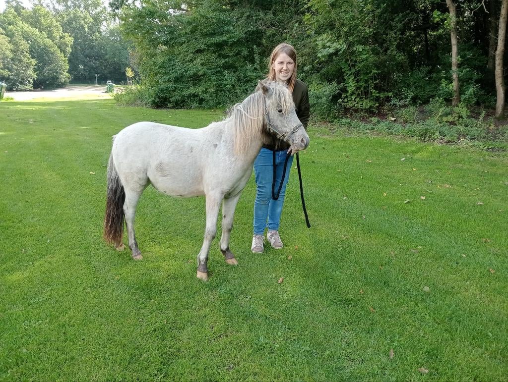 . Super lief fewspot hengstje met nas stamboek +nsps hengst, Dieren en Toebehoren, Pony's, Hengst, A pony (tot 1.17m), Met stamboom