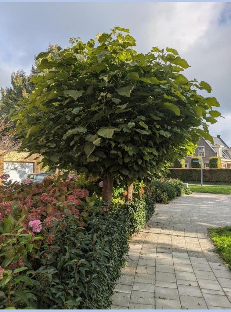 GRATIS Bolcatalpa, Tuin en Terras, Planten | Bomen, Ophalen, Volle zon, Overige soorten