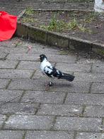 Kelebek duiven, Meerdere dieren, Postduif