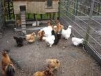 zijde hoendres div.kleuren wit  en buff en z voord, Meerdere dieren, Kip