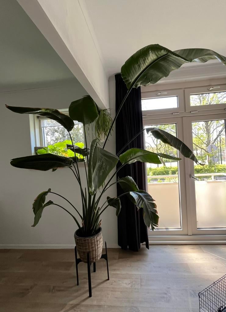 Strelitzia nicolai - Bananen plant 200 cm, Huis en Inrichting, Kamerplanten, Ophalen, 200 cm of meer, Overige soorten, Halfschaduw