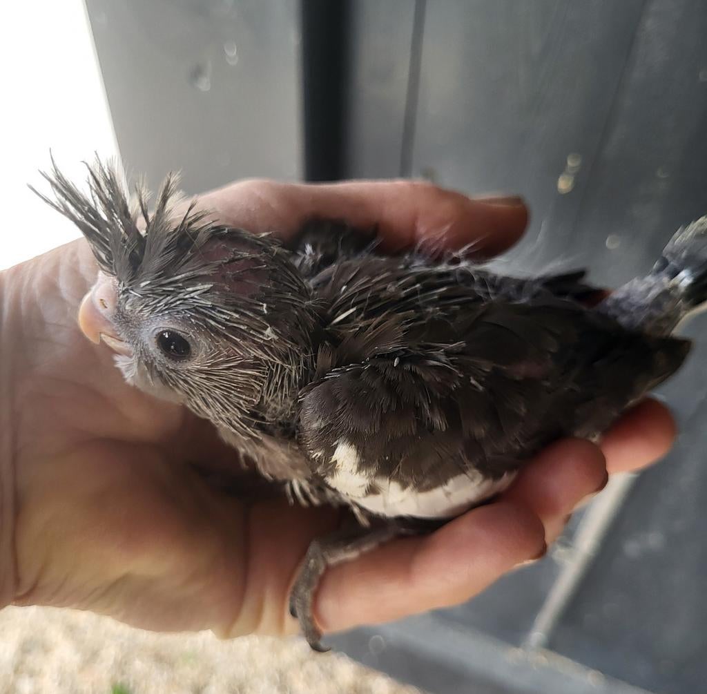 Tzt jonge handtamme valkparkieten beschikbaar., Meerdere dieren, Parkiet, Geringd