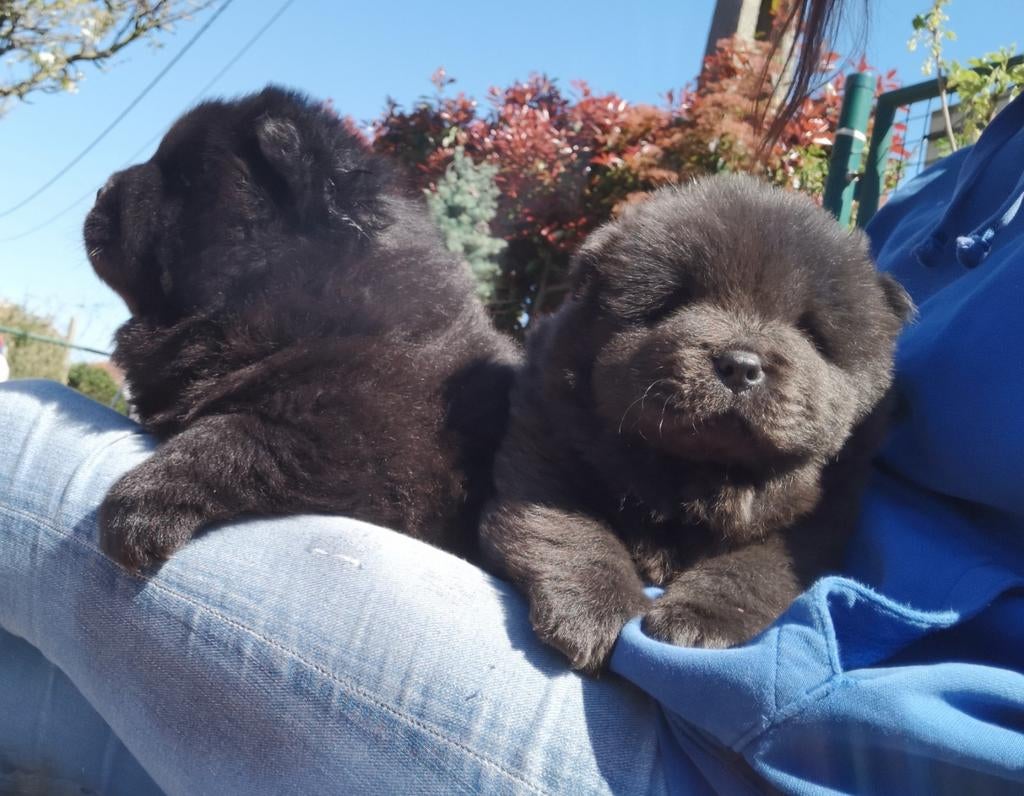 Chow-chow puppy's uit fci lijnen, Dieren en Toebehoren, Honden | Poolhonden, Keeshonden en Oertypen, België, Particulier, Overige rassen