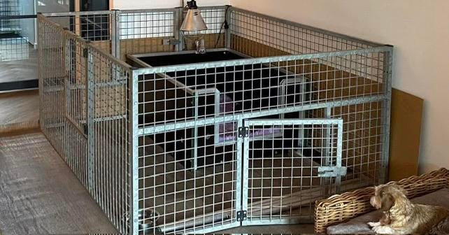 Puppyren, Dieren en Toebehoren, Hondenbenches, Ophalen, Gebruikt