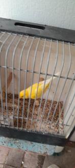 Kanarie man waterslager, Mannelijk, Kleurkanarie