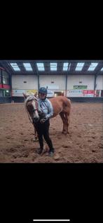 Gezocht verzorg/bijrijpaard, Ophalen of Verzenden