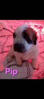 Sint Bernard  x Engelse Mastiff nog 1 teefje, Dieren en Toebehoren, Honden | Niet-rashonden, Groot, Meerdere, Meerdere dieren