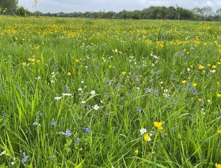 Gras op stam gevraagd om te hooien