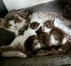 Prachtige noorse boskat kittens te reserveren, Meerdere dieren, Ontwormd