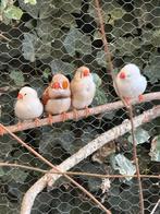 2 koppels zebravinken, Meerdere dieren