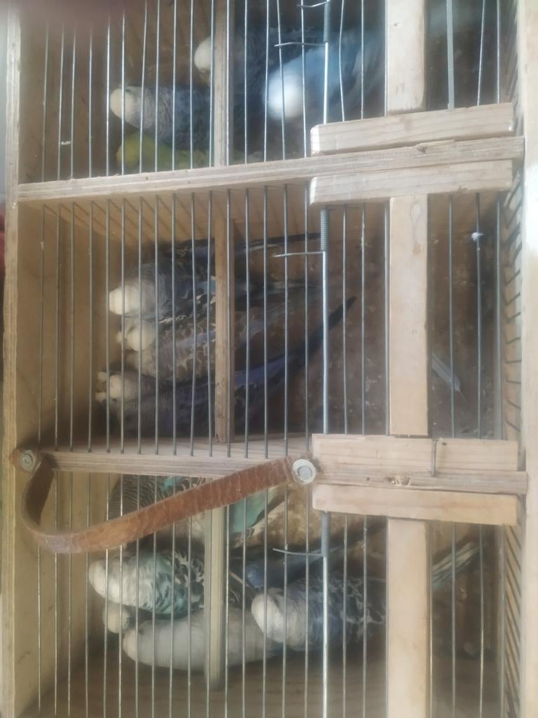 Grasparkieten, Dieren en Toebehoren, Vogels | Parkieten en Papegaaien, Meerdere dieren, Parkiet