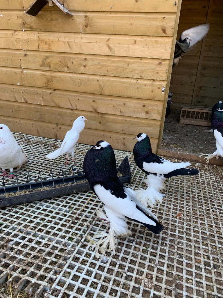 Twee koppels vedervoetige eksterkroppers, Dieren en Toebehoren, Vogels | Duiven, Meerdere dieren, Kropper