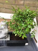Bonsai Zelkova met watervalletje., In pot, Minder dan 100 cm, Bonsai, Halfschaduw