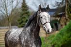8 jarige ruin Zeppe blue x Burggraaf, Dieren en Toebehoren, Springpaard, Ruin, 3 tot 6 jaar, 160 tot 165 cm