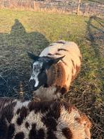 Stamboek bonte ram, Dieren en Toebehoren, Schapen, Geiten en Varkens, Mannelijk, Schaap