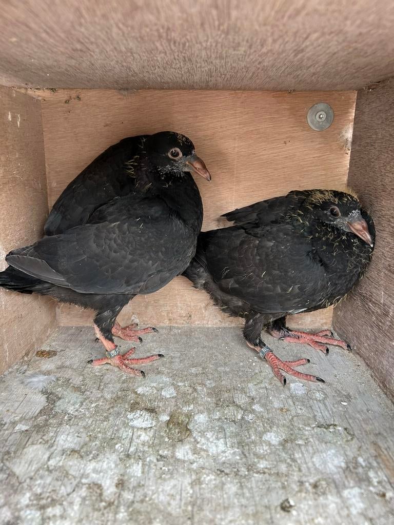 Kleurpostduiven. Zwart. 2026, Dieren en Toebehoren, Vogels | Duiven, Meerdere dieren, Postduif