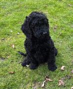 Labradoodle pups kleine medium F4 teefjes, Dieren en Toebehoren, Honden | Retrievers, Spaniëls en Waterhonden, Parvo, Overige rassen