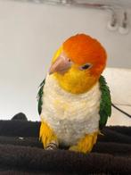 Gezocht roestkop caique, Dieren en Toebehoren, Vogels | Parkieten en Papegaaien, Papegaai