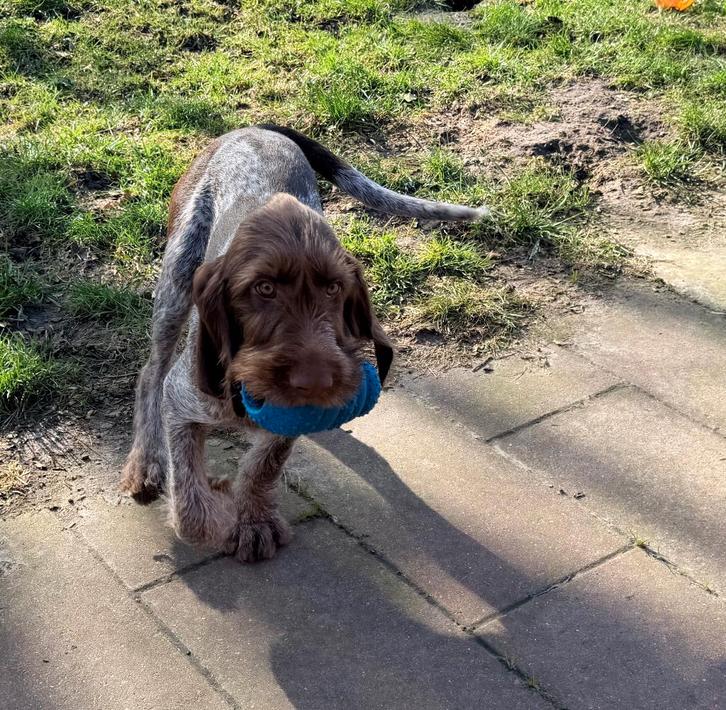 Spinone pup, Dieren en Toebehoren, Honden | Setters en Staande honden, Reu, Overige rassen, Fokker | Hobbymatig, Eén hond, Nederland