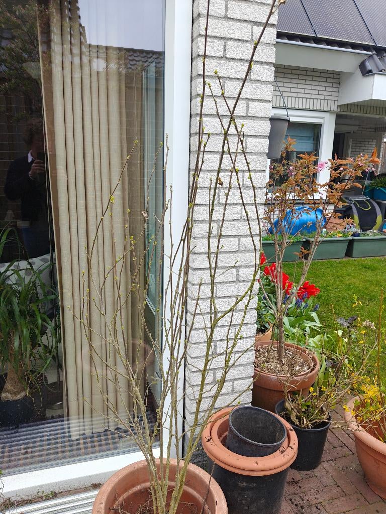 Hibiscus ruby struik, Tuin en Terras, Planten | Tuinplanten, Vaste plant, Halfschaduw, Zomer, Ophalen