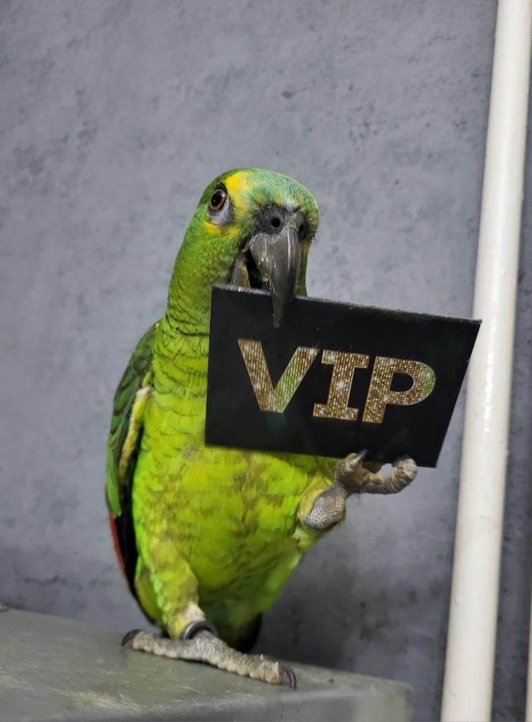 Hele lieve, tamme amazone papegaai, Dieren en Toebehoren, Vogels | Parkieten en Papegaaien, Papegaai, Geslacht onbekend, Tam