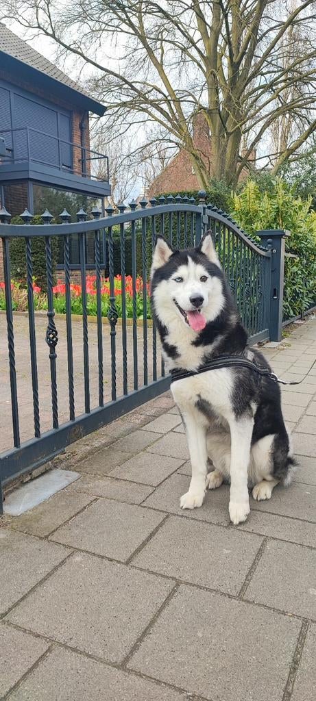 Prachtige husky, Dieren en Toebehoren, Reu, Groot, Eén hond, 3 tot 5 jaar