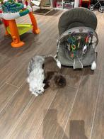 Britse langhaar katten te koop, Dieren en Toebehoren, Poes, Gechipt