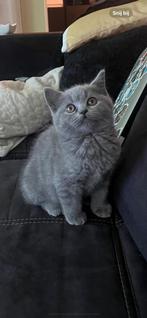 Britsche korthaar met paspoort, Kater, Gechipt, 0 tot 2 jaar
