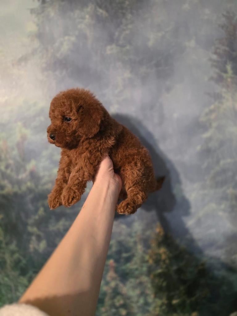 Toypoedel pups, Parvo, Overige rassen, 8 tot 15 weken, Meerdere