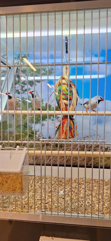 Spitsstaart wildkleur, Dieren en Toebehoren, Vogels | Overige Vogels, Meerdere dieren, Geringd