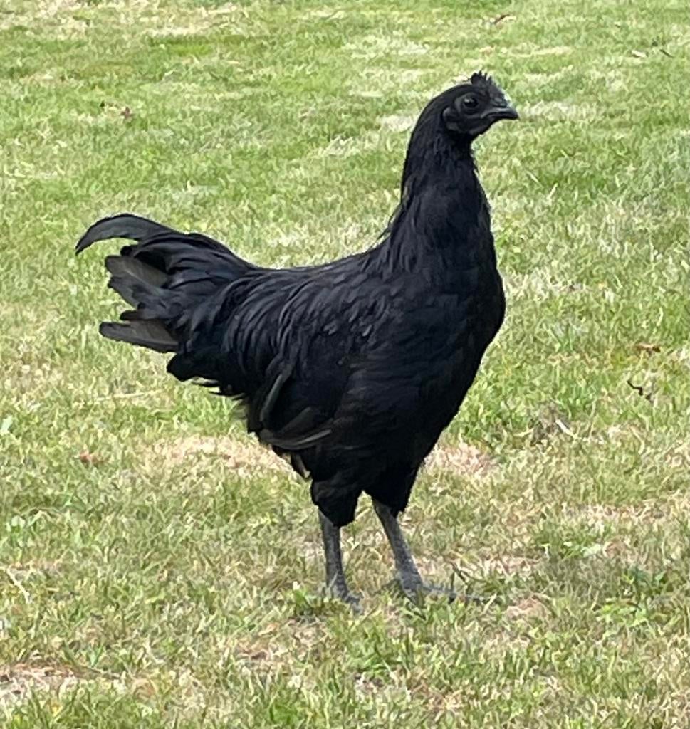 koppel Ayam Cemani natuurbroed, onverwant, ncd gevaccineerd, Dieren en Toebehoren, Pluimvee, Meerdere dieren, Kip